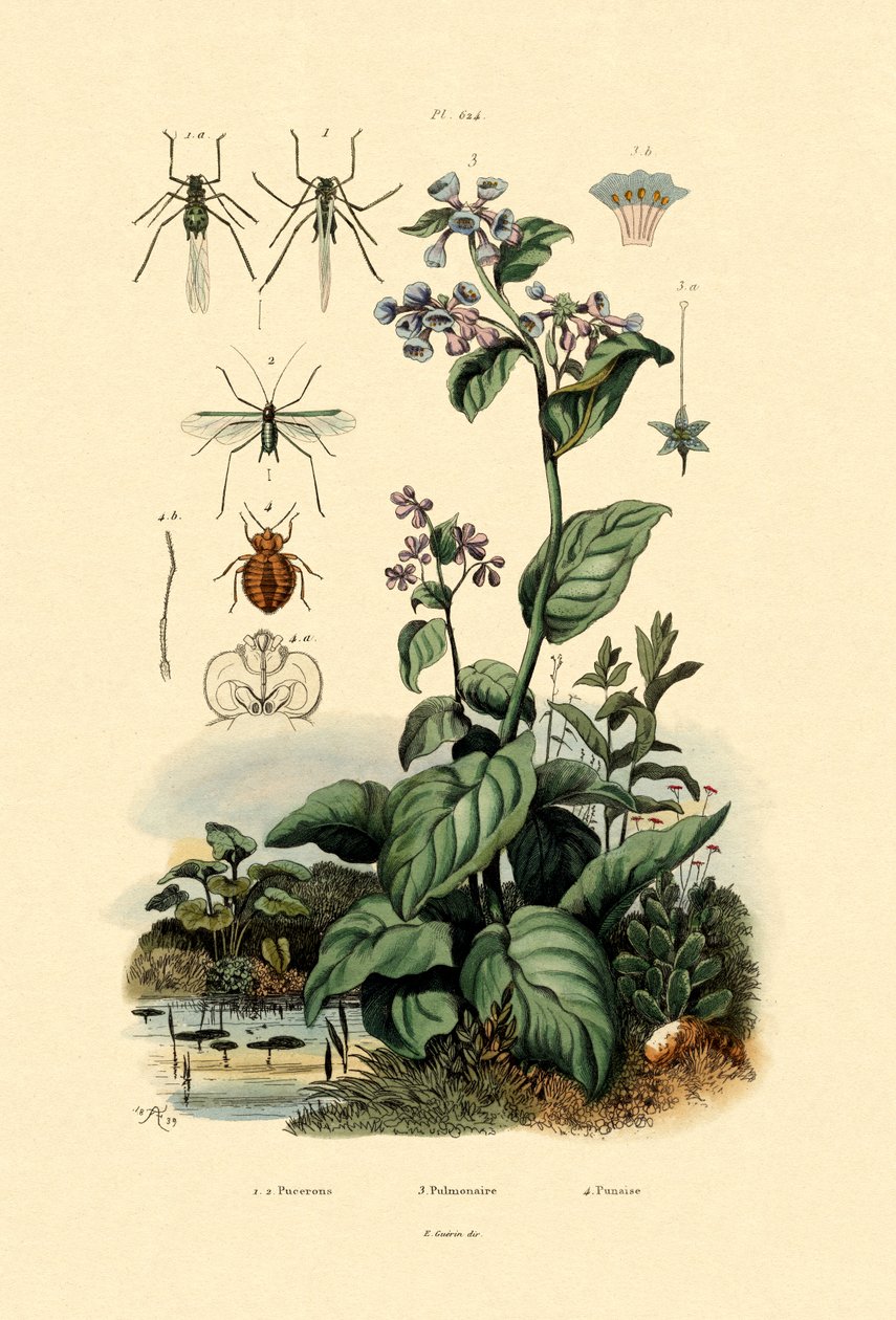 Plantlice, 1833-39 alkotó: French School
