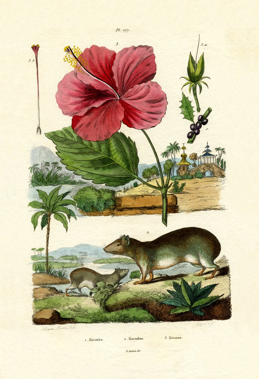 Pokeweed, 1833-39 alkotó: French School