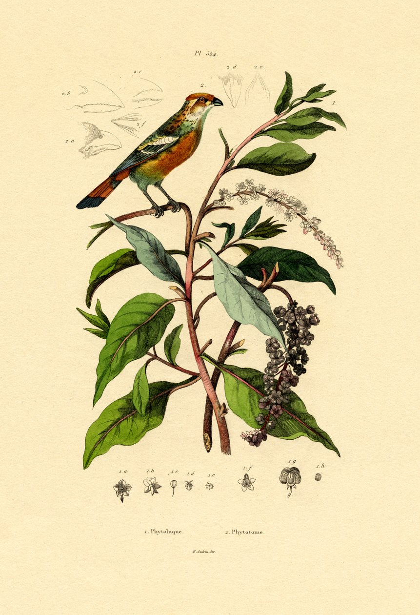 Pokeweed, 1833-39 alkotó: French School