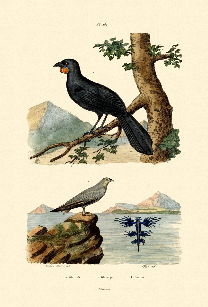 Pratincole, 1833-39 alkotó: French School
