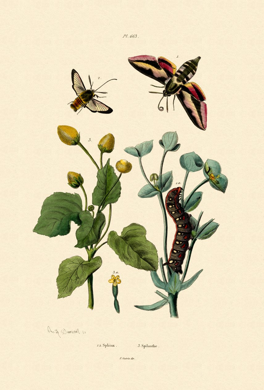 Privet Hawkmoth, 1833-39 alkotó: French School