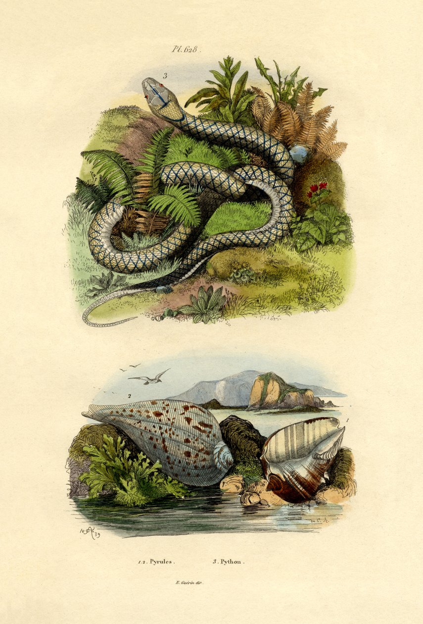 Pyrula kagylók, 1833-39 alkotó: French School