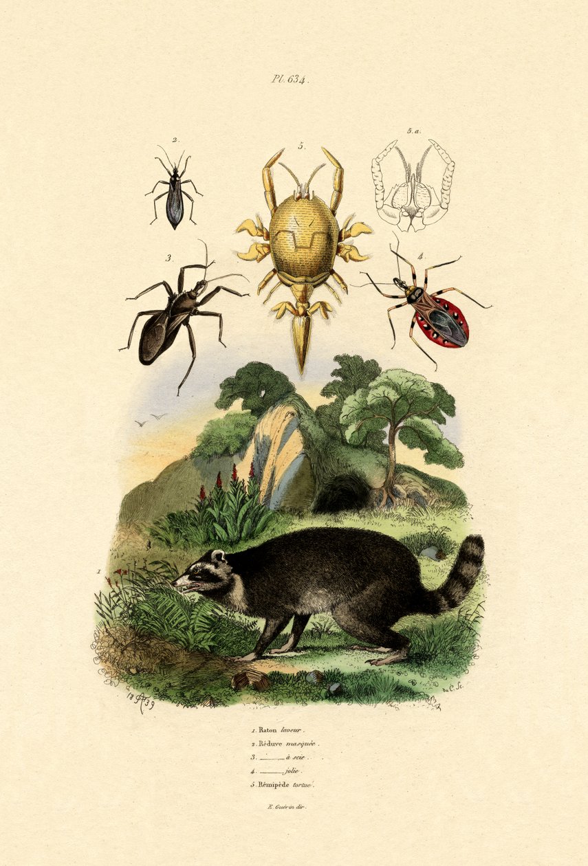 Racoon, 1833-39 alkotó: French School