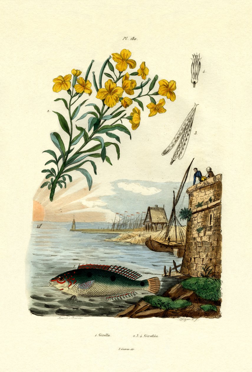 Rainbow Wrasse, 1833-39 alkotó: French School