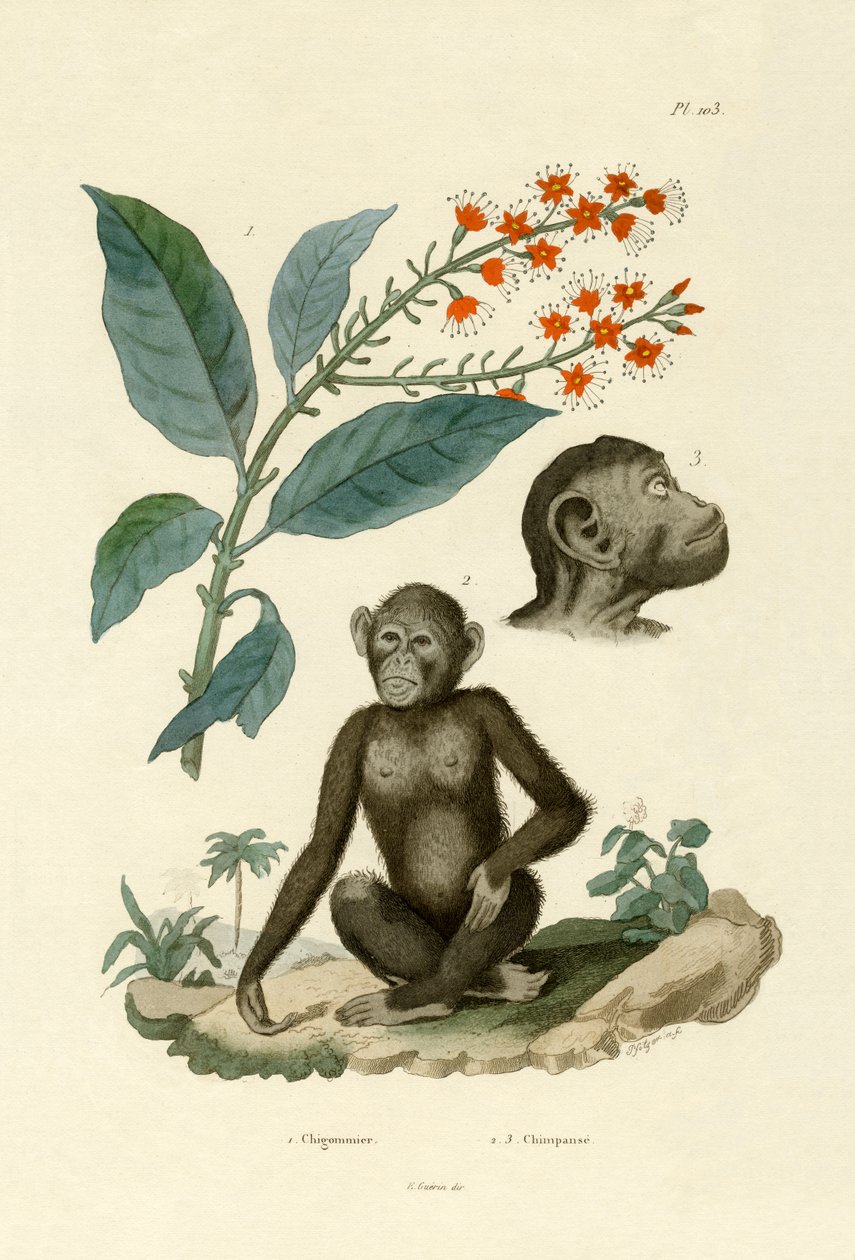 Red Bushwillow, 1833-39 alkotó: French School