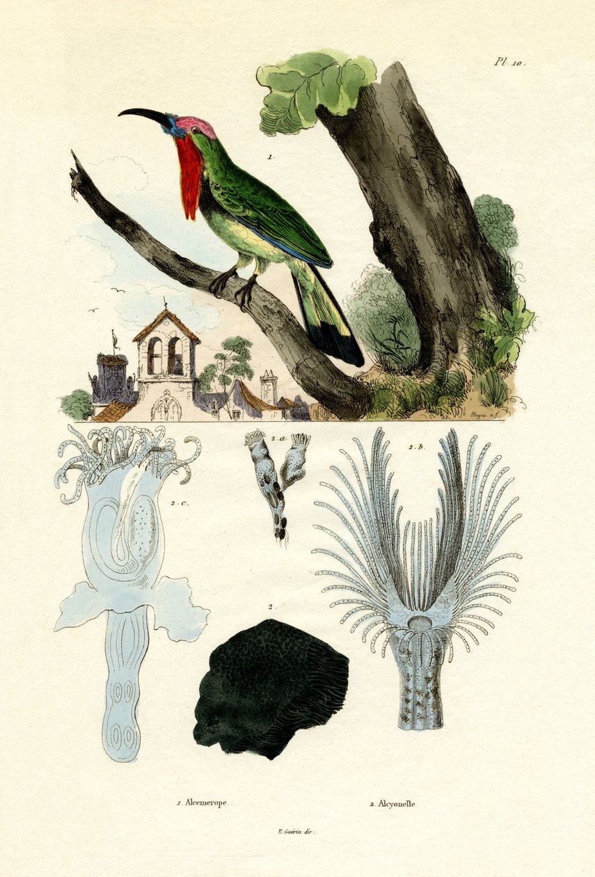 Vörösszakállú gyurgyalag, 1833-39 alkotó: French School