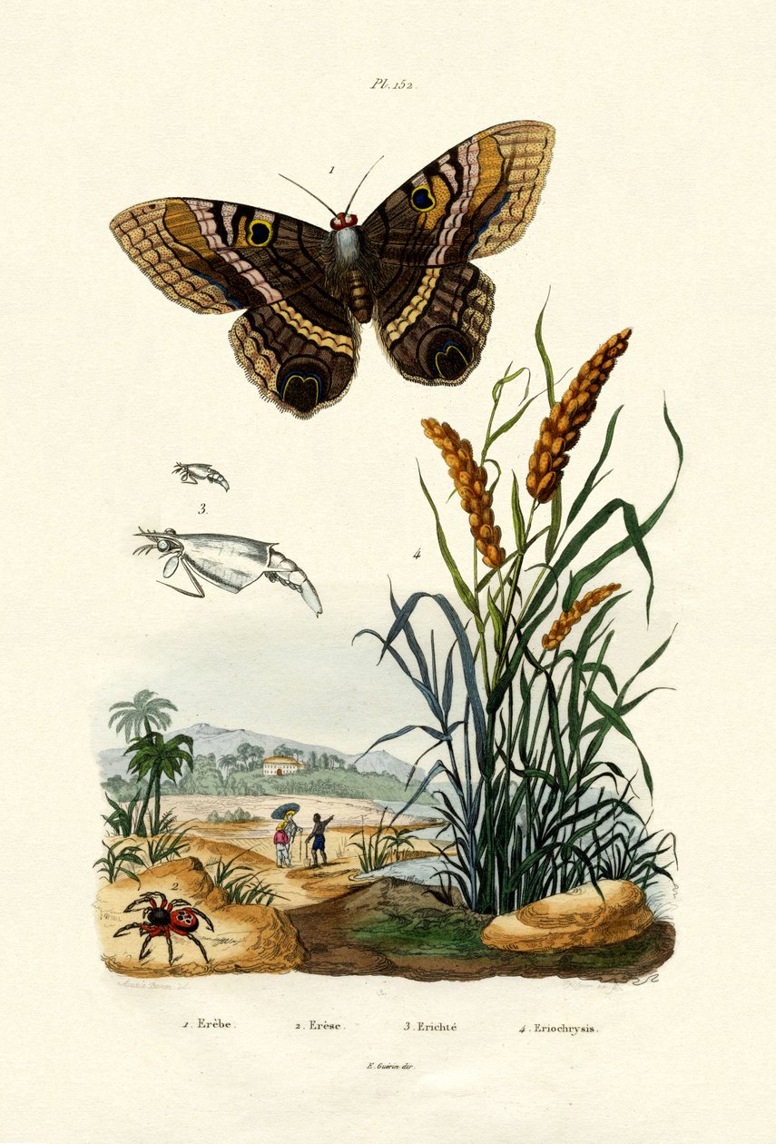 Ringlet, 1833-39 alkotó: French School