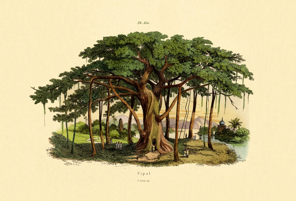 Szent füge, 1833-39 alkotó: French School