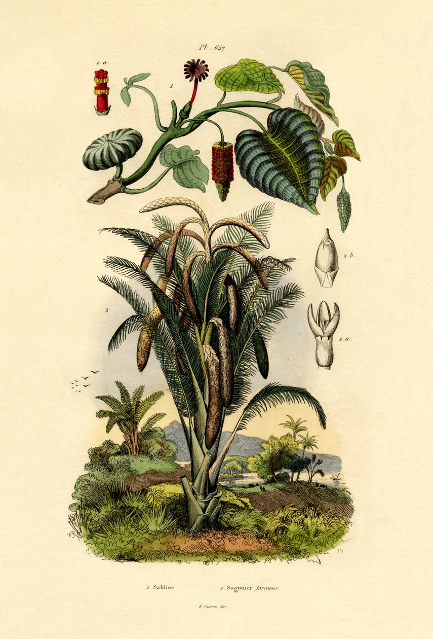 Homokozófa, 1833-39 alkotó: French School