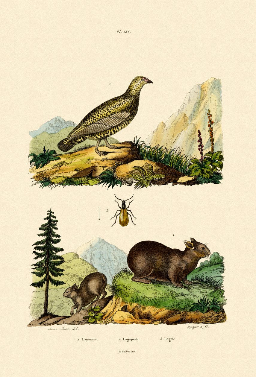 Szardíniai Pika, 1833-39 alkotó: French School