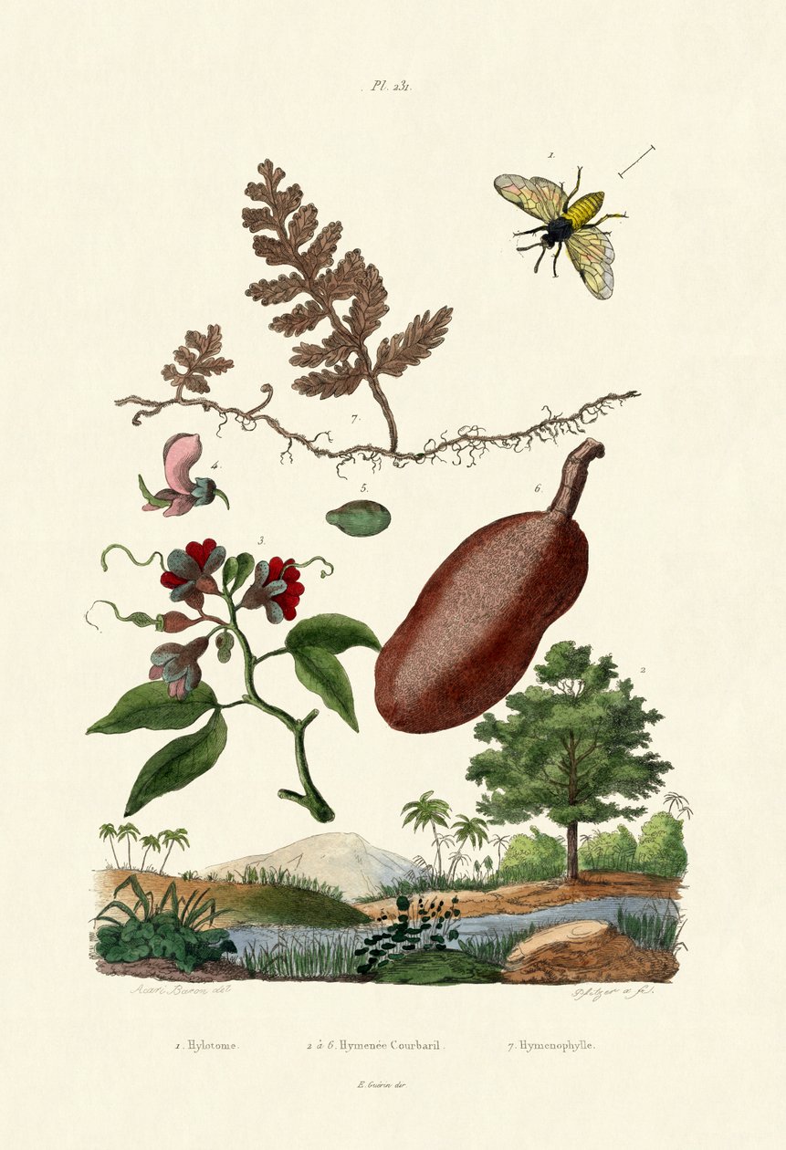 Sawfly, 1833-39 alkotó: French School