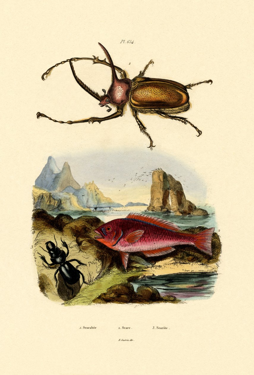 Scarab Bogár, 1833-39 alkotó: French School