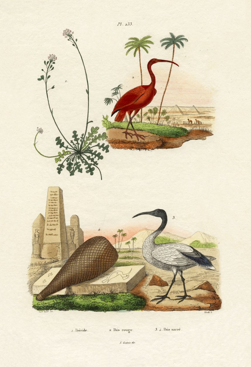 Scarlet Ibis, 1833-39 alkotó: French School
