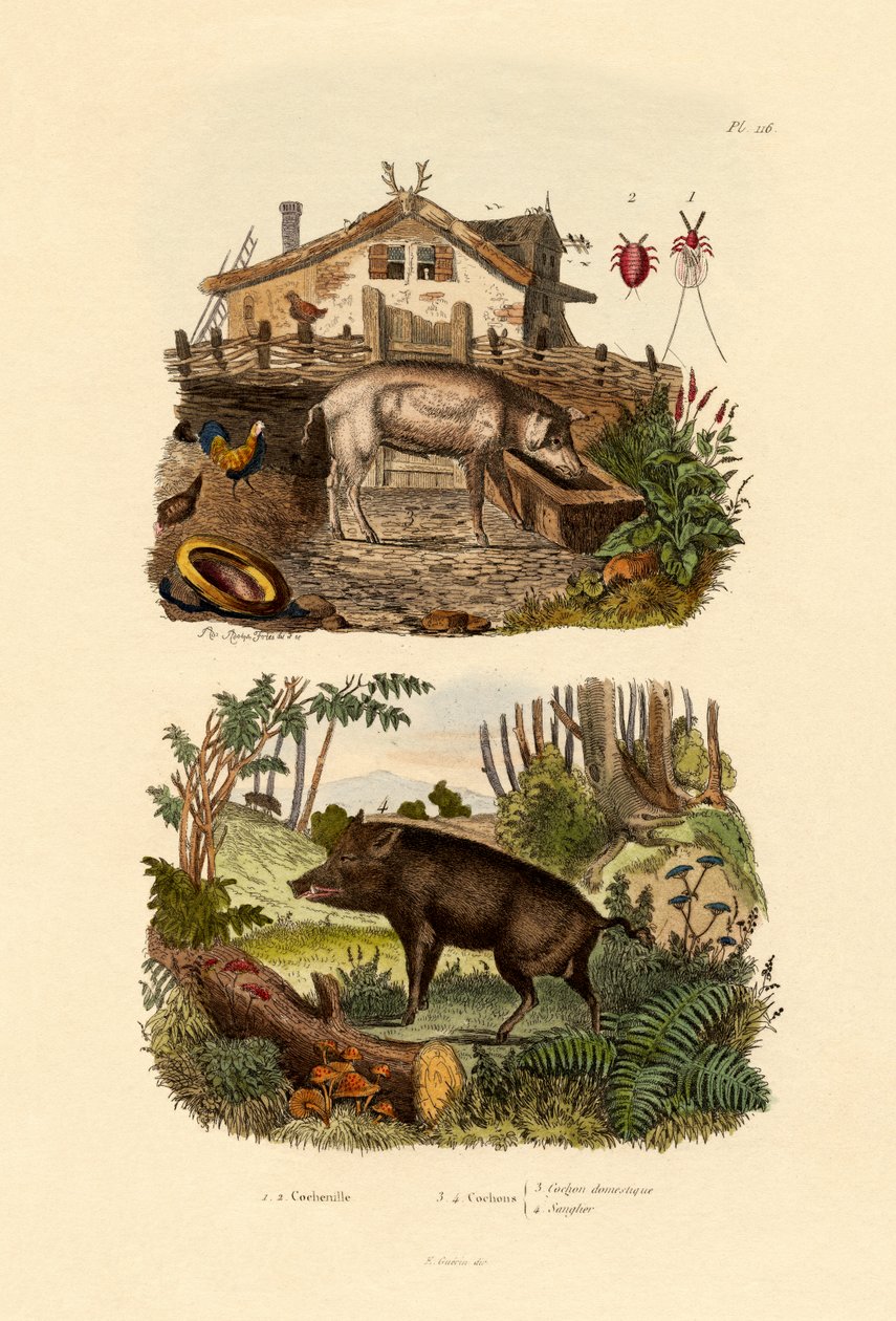 Skarlát rovar, 1833-39 alkotó: French School