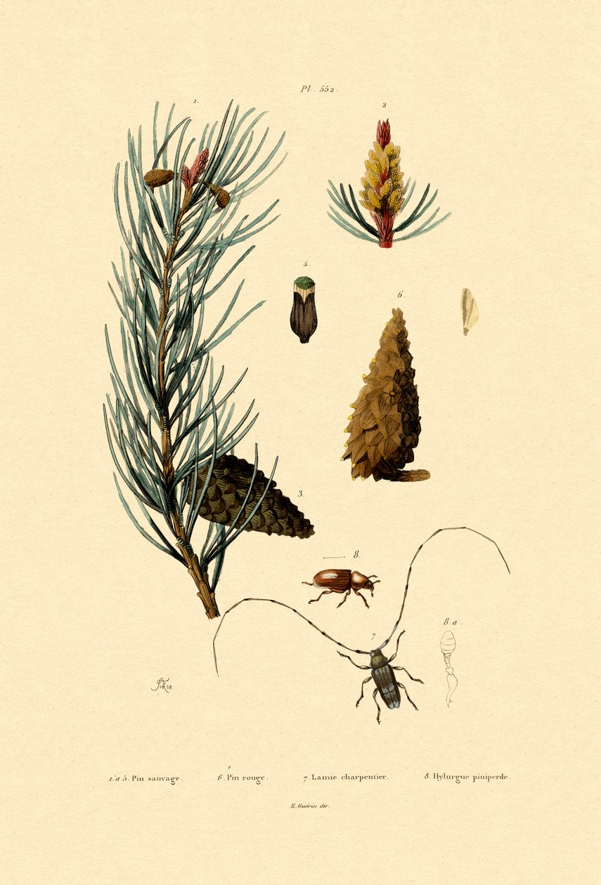 erdeifenyő, 1833-39 alkotó: French School