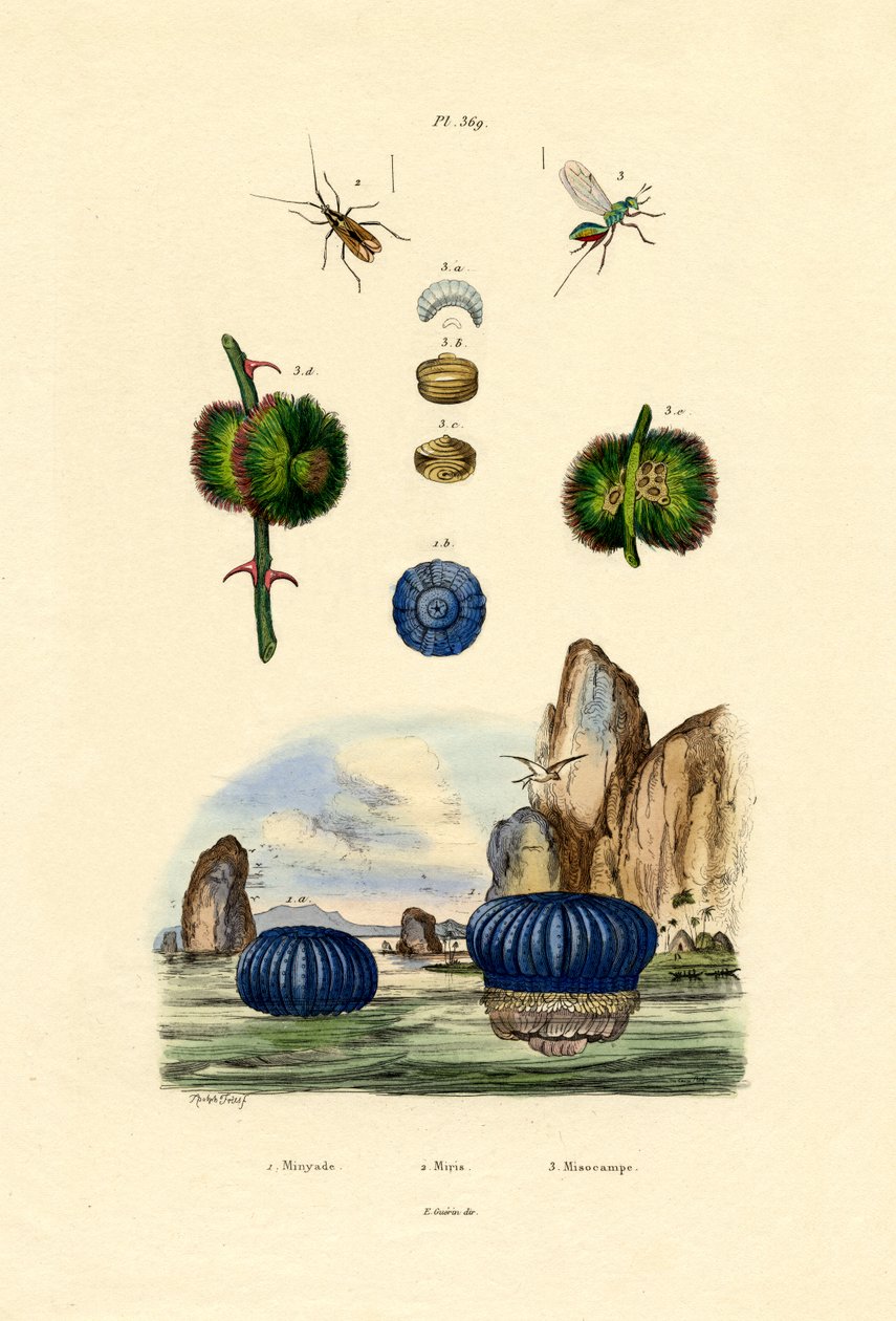 Tengeri kökörcsin, 1833-39 alkotó: French School