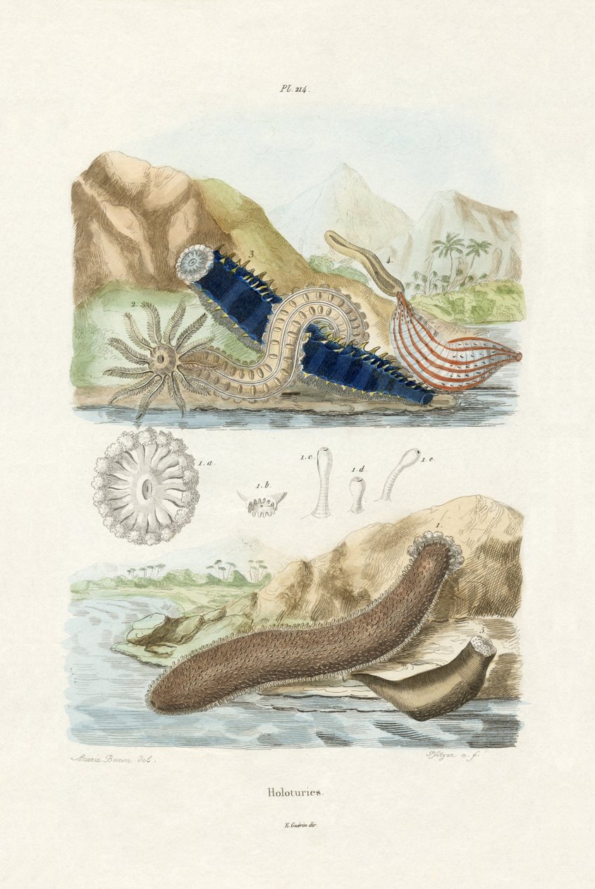 Tengeri uborka, 1833-39 alkotó: French School