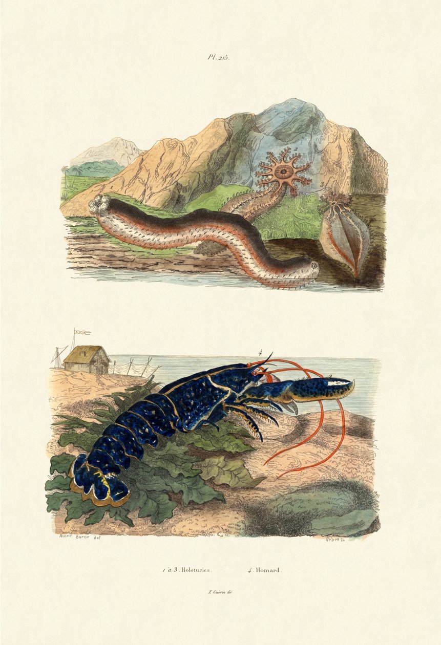 Tengeri uborka, 1833-39 alkotó: French School