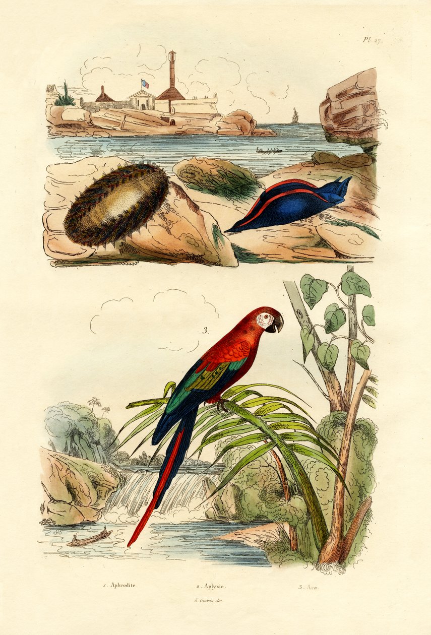 Tengeri egér, 1833-39 alkotó: French School
