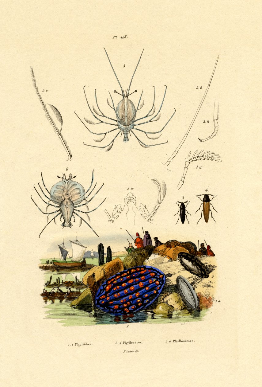 Tengeri csiga, 1833-39 alkotó: French School