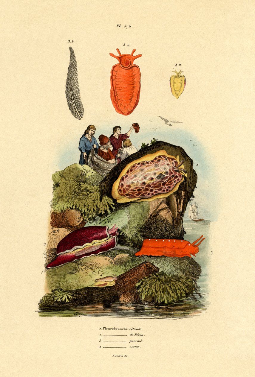 Tengeri csigák, 1833-39 alkotó: French School