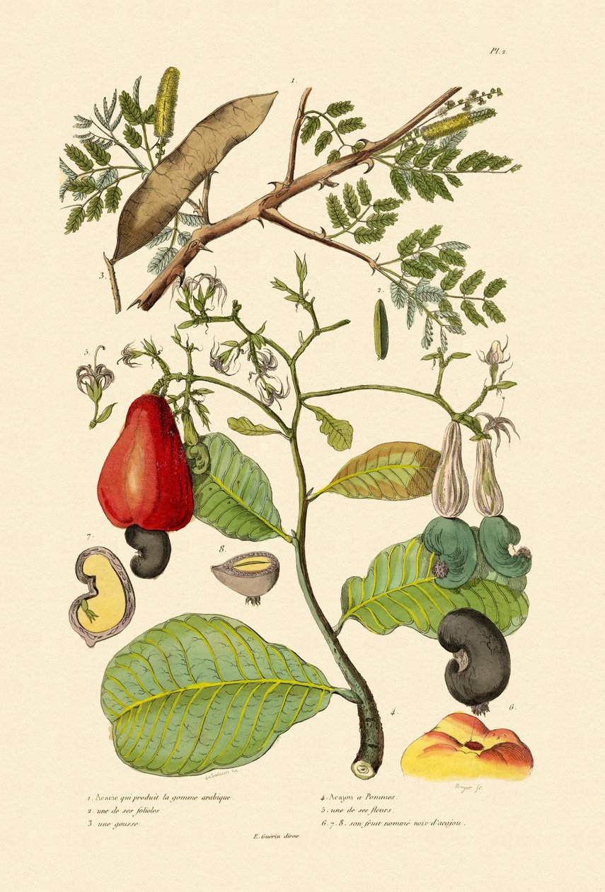 Szenegál gumiarabica, 1833-39 alkotó: French School
