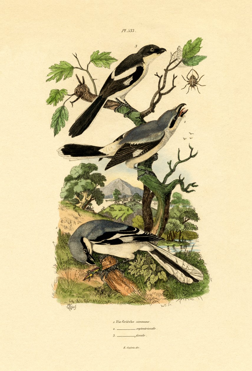 Shrikes, 1833-39 alkotó: French School