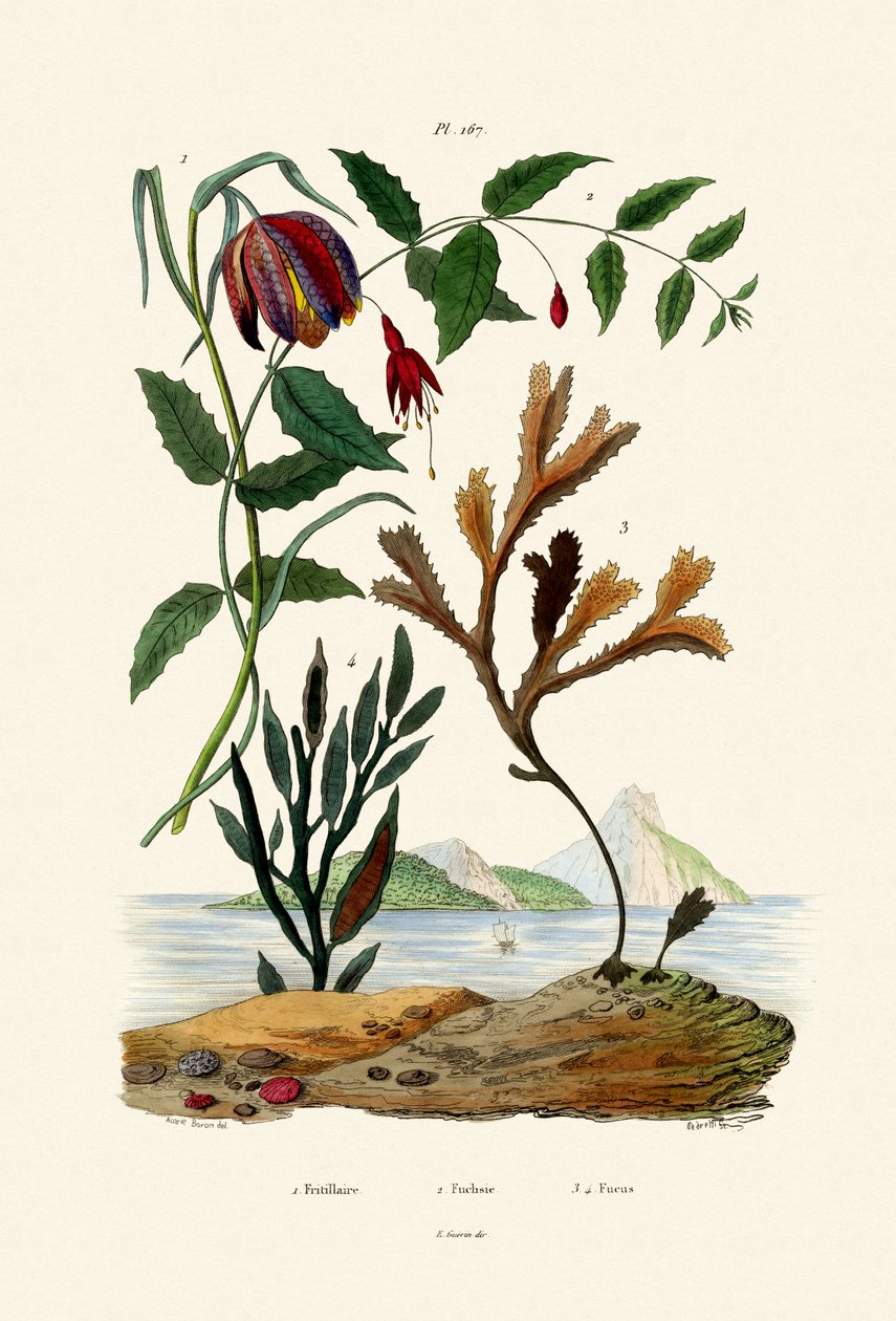 Snakes Head Fritillary, 1833-39 alkotó: French School