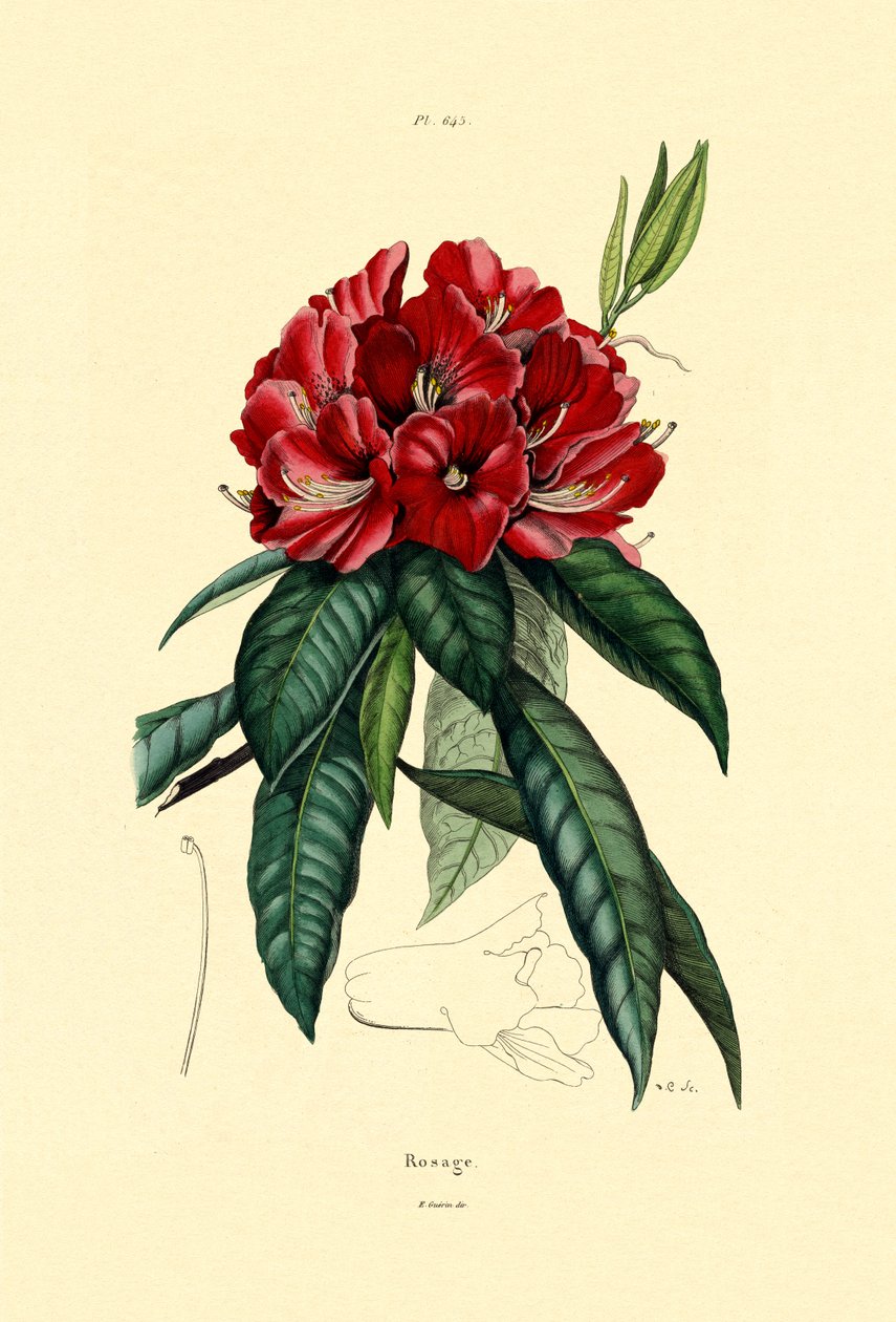 Hórózsa, 1833-39 alkotó: French School