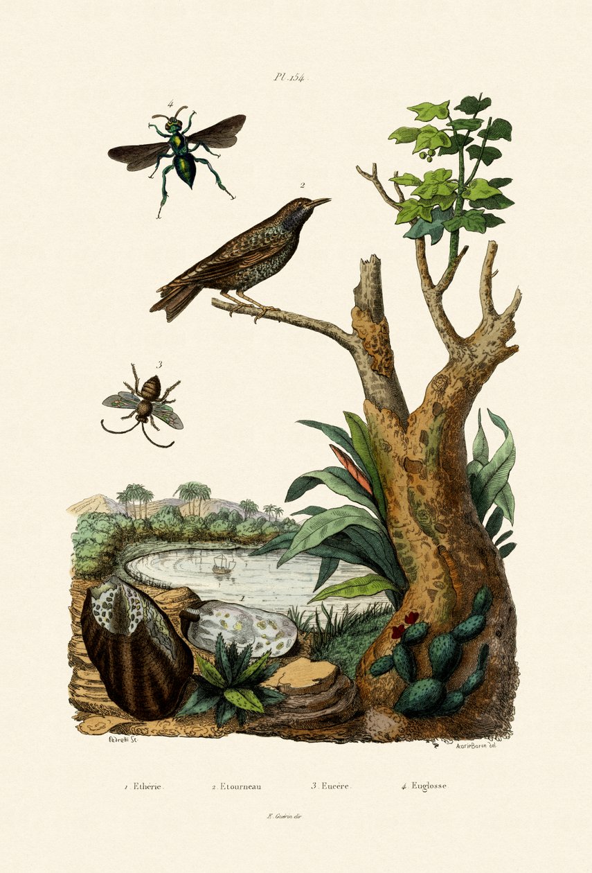 Starling, 1833-39 alkotó: French School