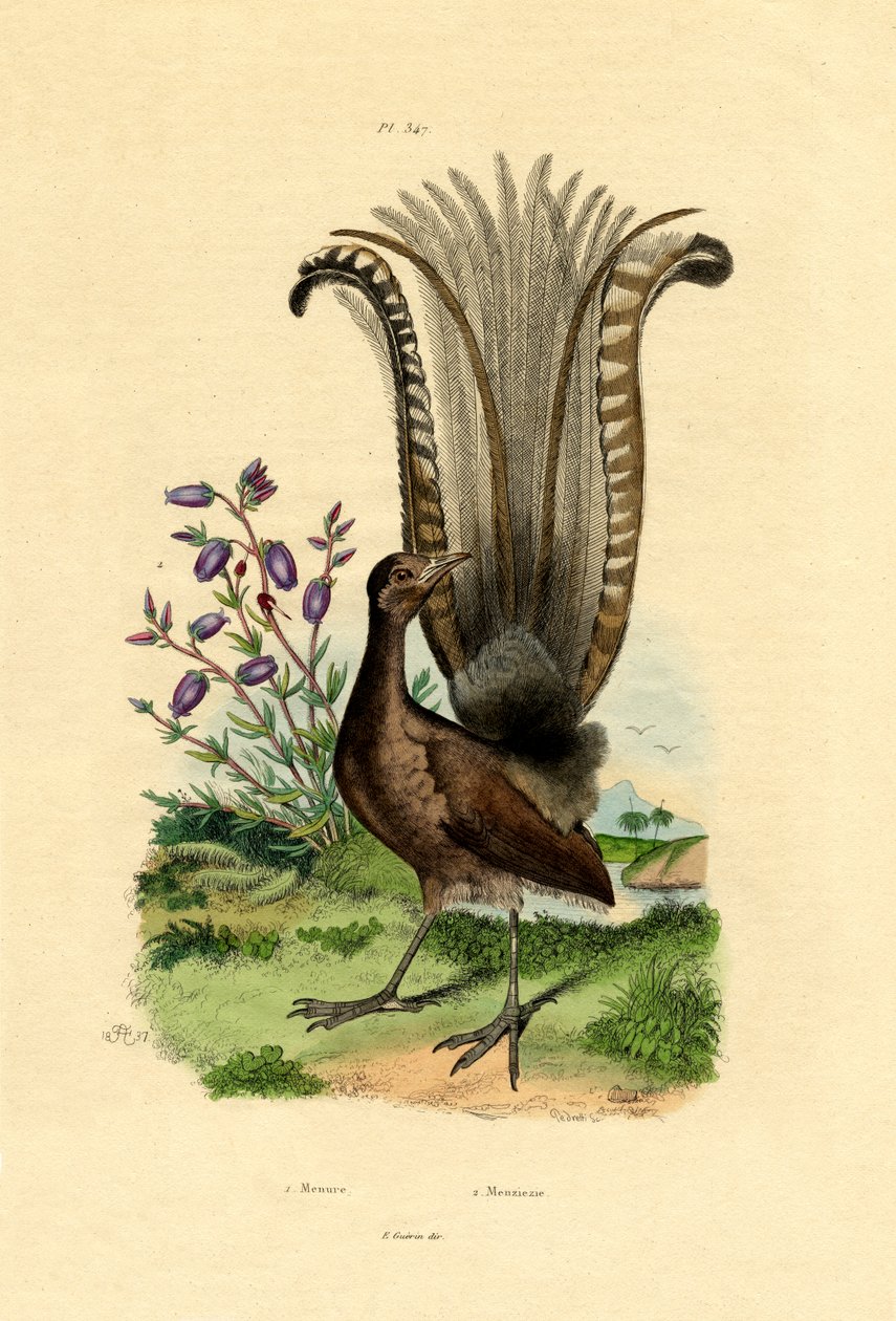 Kiváló Lyrebird, 1833-39 alkotó: French School