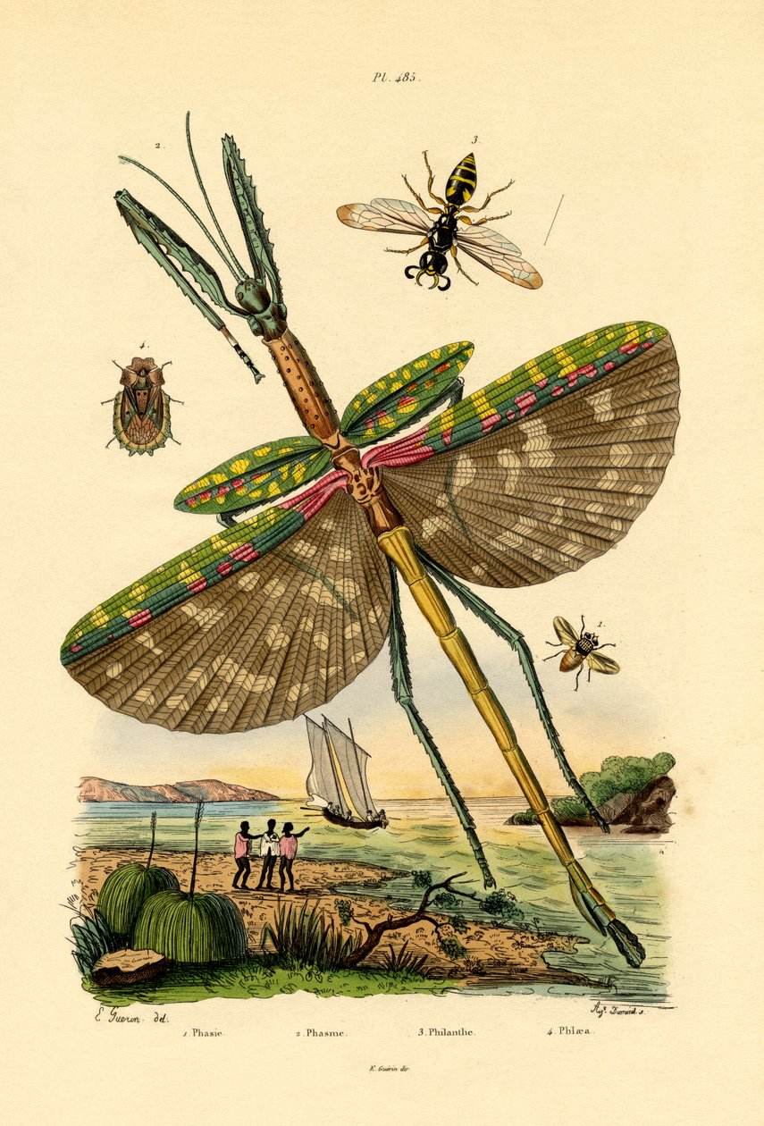 Tachinid légy, 1833-39 alkotó: French School