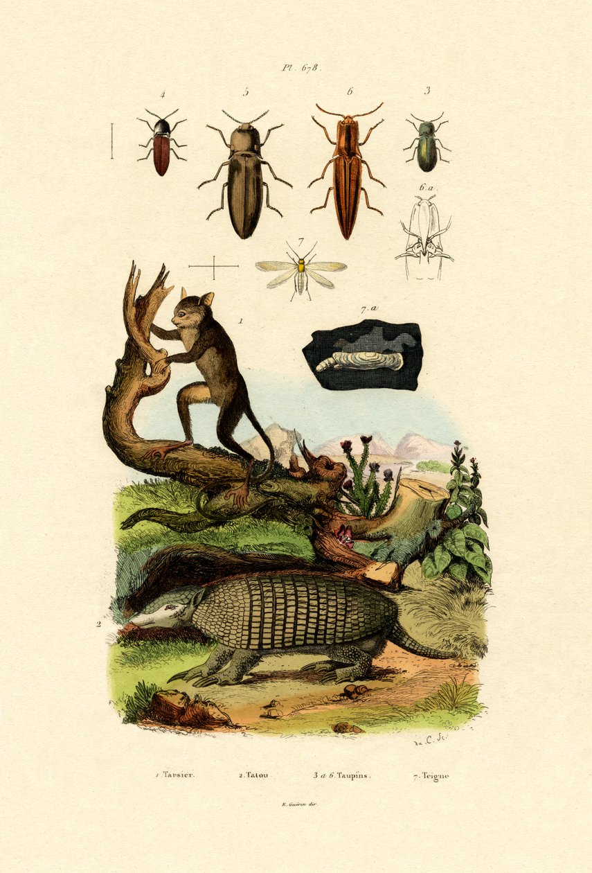 Tarsier, 1833-39 alkotó: French School
