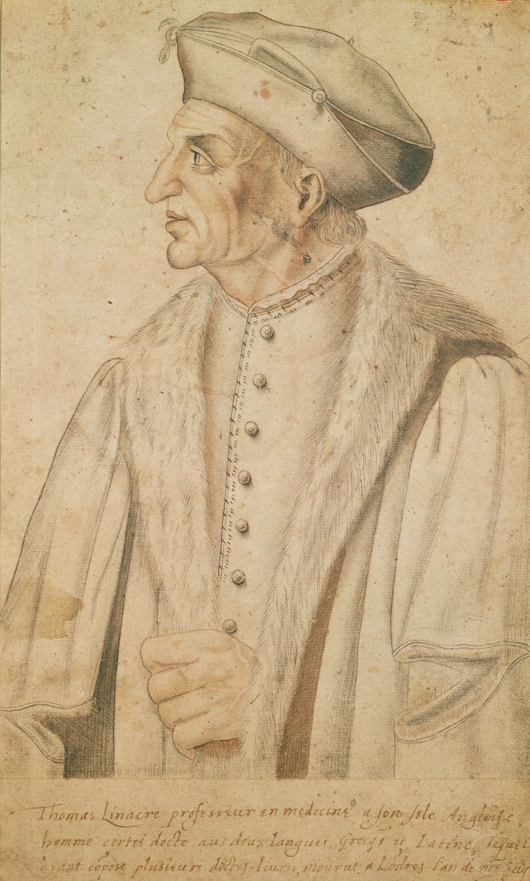 Thomas Linacre (szangvinikus papíron) alkotó: French School