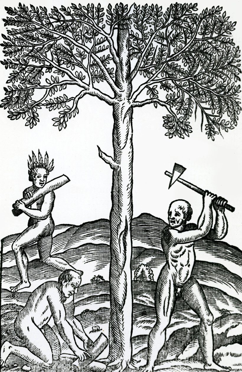 Favágás, illusztráció a Singularities of France Antarktique című filmből, Andre de Thevet, 1558 alkotó: French School