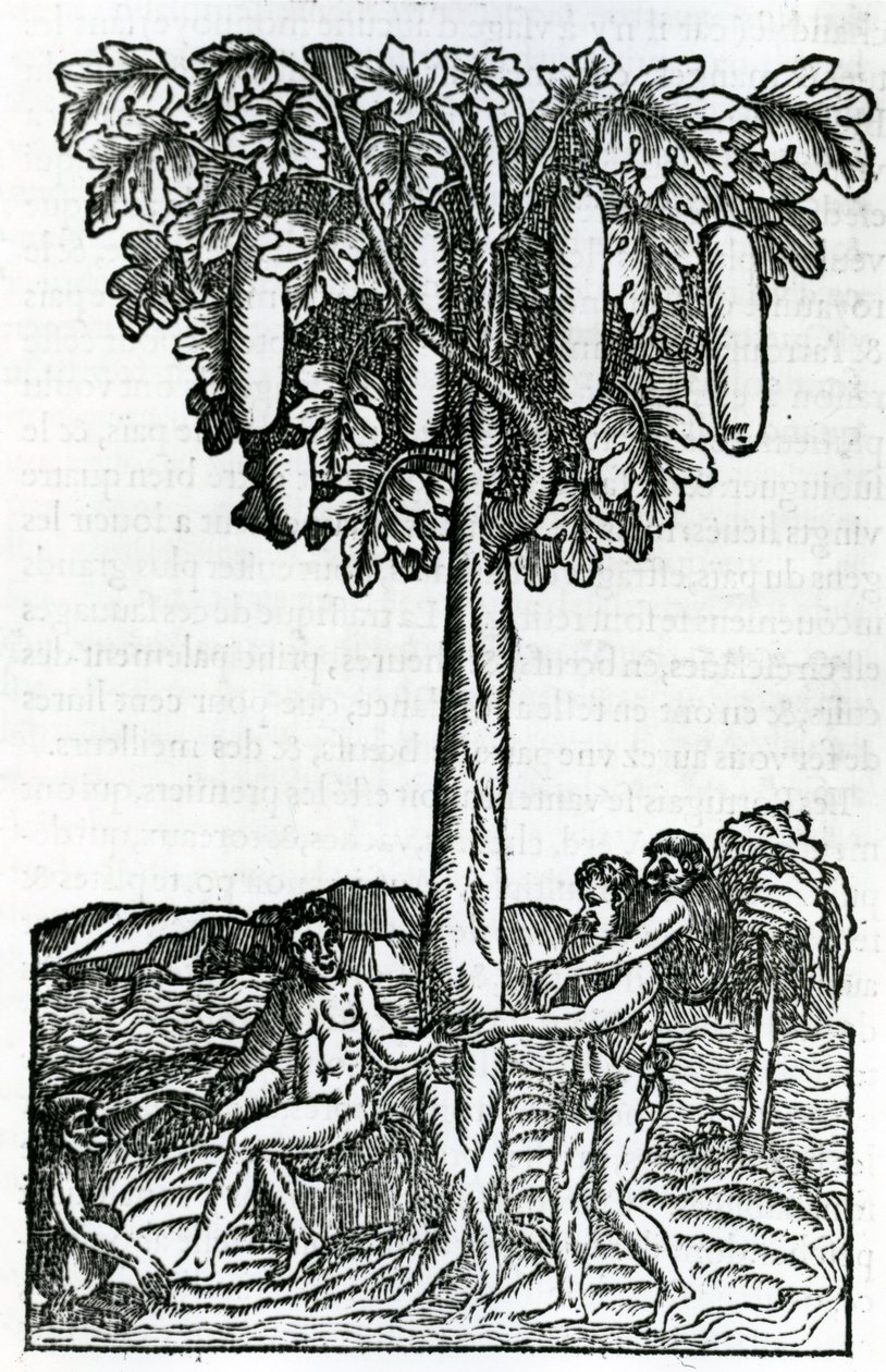 Fa betakarítás, illusztráció a Singularities of France Antarktique című filmből, Andre de Thevet, 1558 alkotó: French School