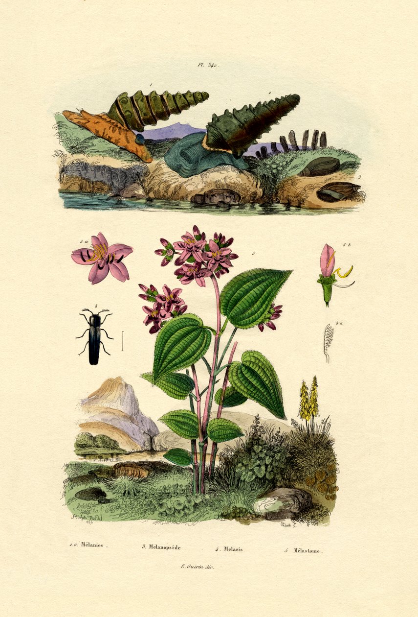 Trombita csiga, 1833-39 alkotó: French School