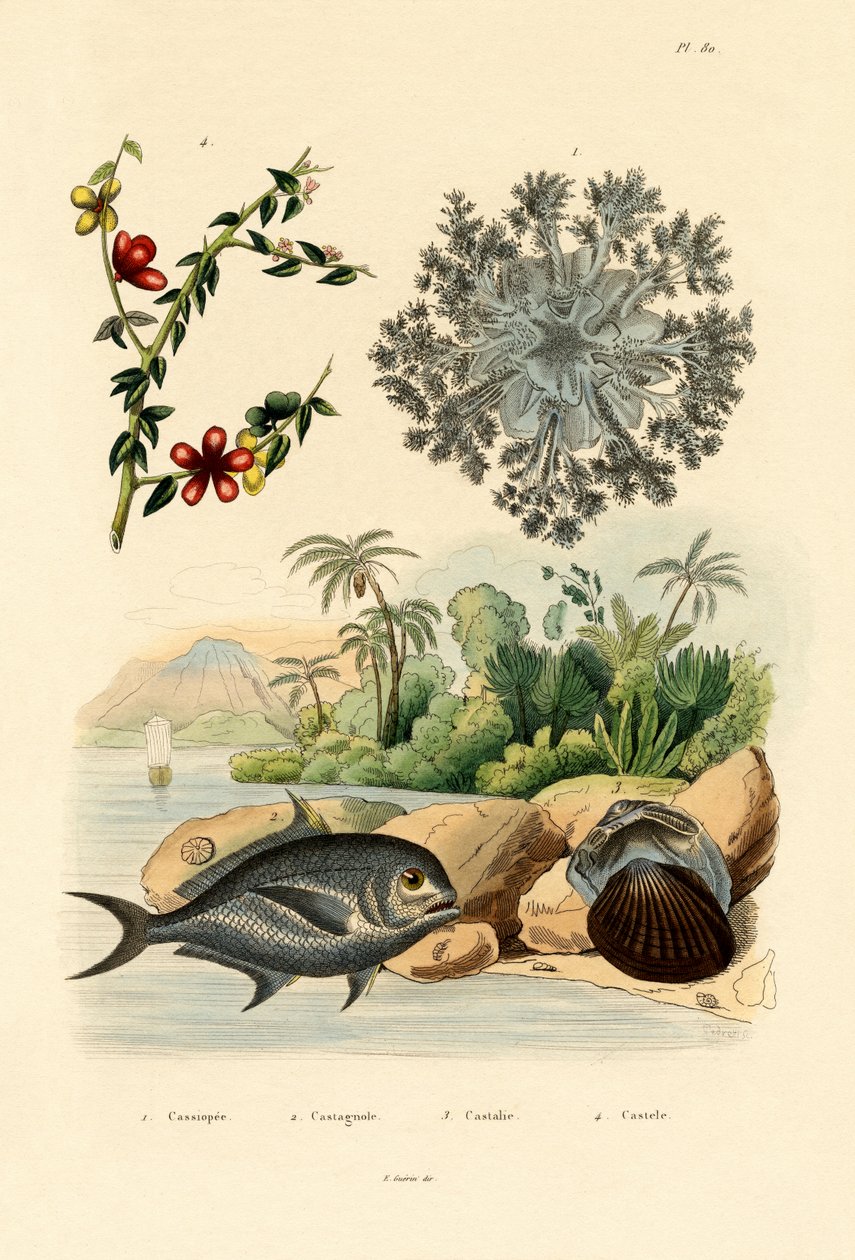 Fejjel lefelé Medúza, 1833-39 alkotó: French School