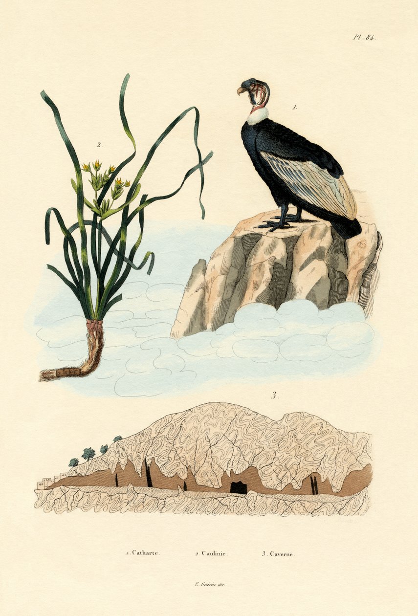 Keselyű, 1833-39 alkotó: French School