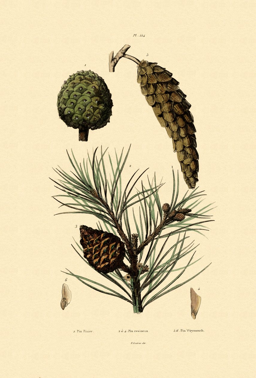 Weymouth Pine, 1833-39 alkotó: French School