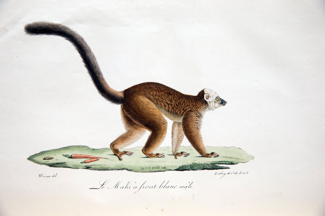 Fehérfejű maki az emlősök természetrajzából, eredeti alakokkal, Étienne Geoffroy Saint-Hilaire és Frédéric Cuvier, 1824-42 alkotó: French School