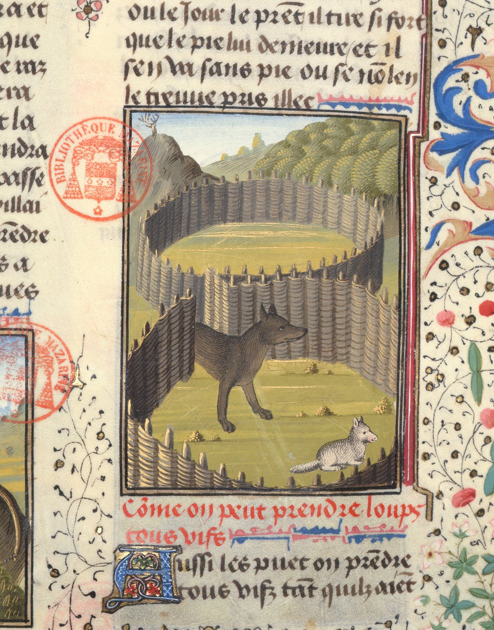 Farkas egy bárányra készül, a Livre de la Chasse-ból, Gaston Phebus de Foix (1331-91) alkotó: French School