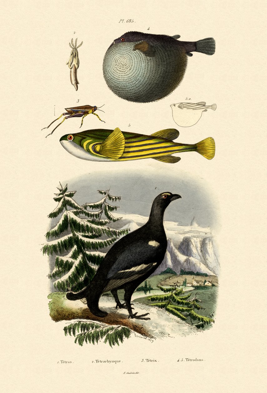 Wood Grouse, 1833-39 alkotó: French School