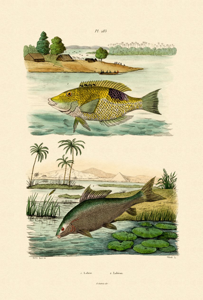 Wrasse, 1833-39 alkotó: French School