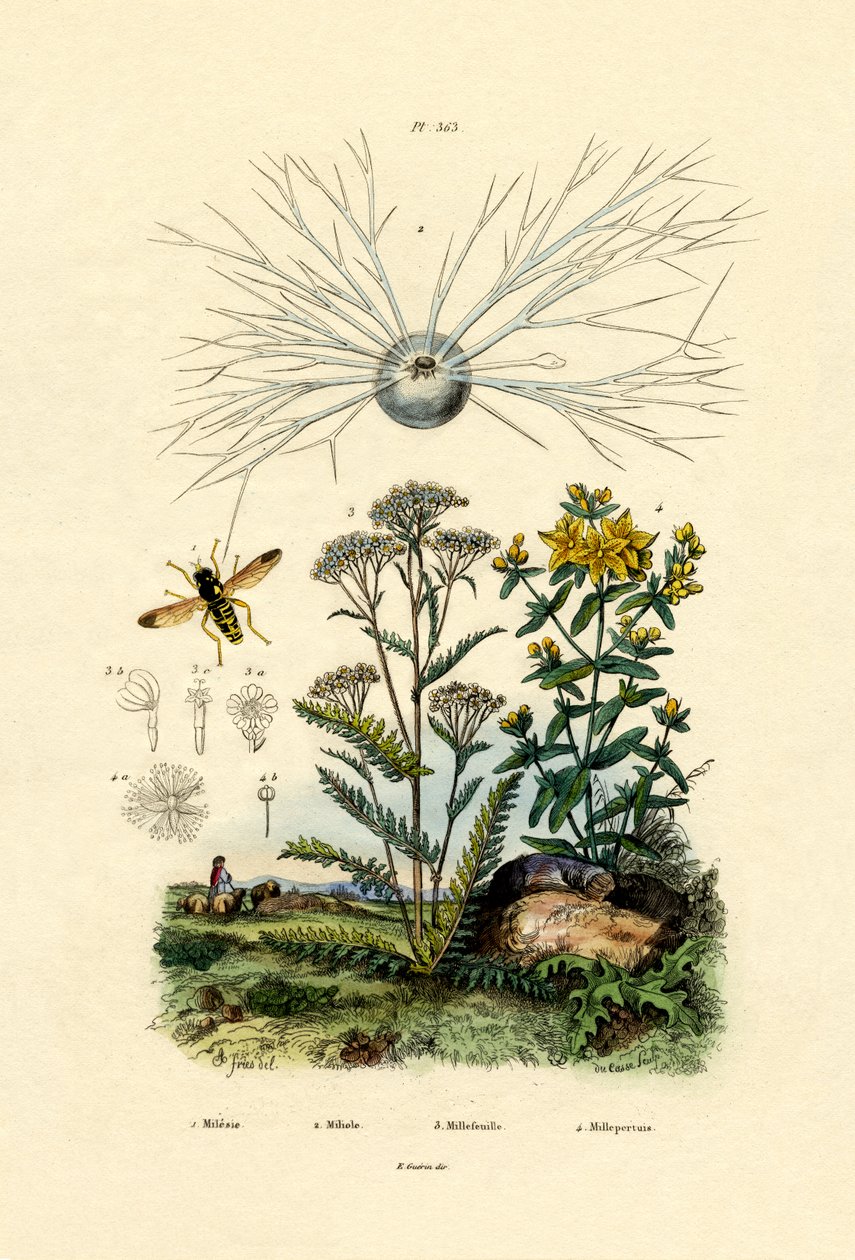Sárgakabátos Hoover Fly, 1833-39 alkotó: French School