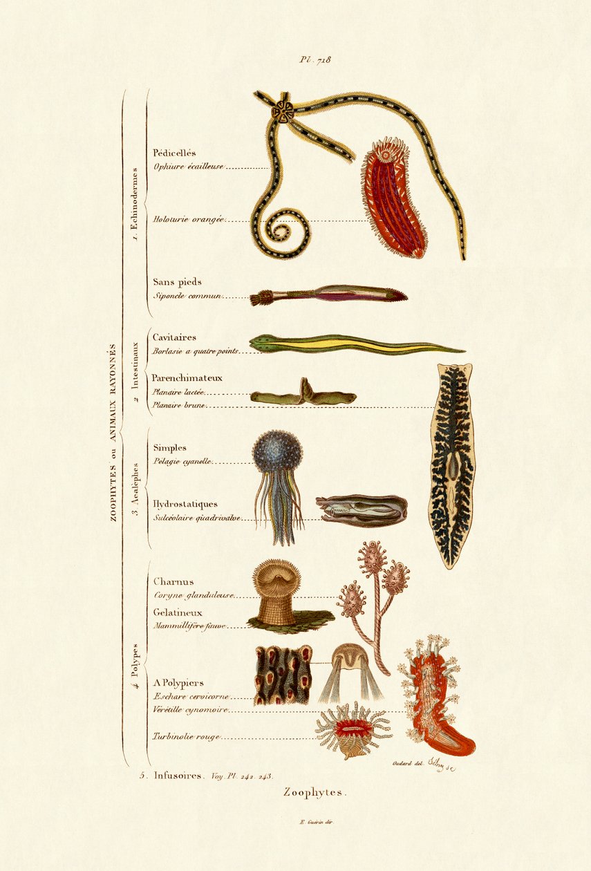 Zoophytes, 1833-39 alkotó: French School