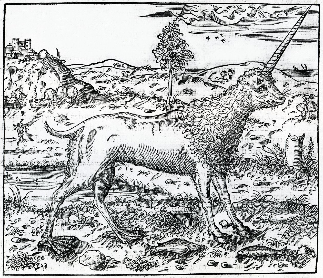 egy Campchurch-i egyszarvú, illusztráció a „La Cosmographie universelle” című művéből, Andre Thevet, 1575 alkotó: French School