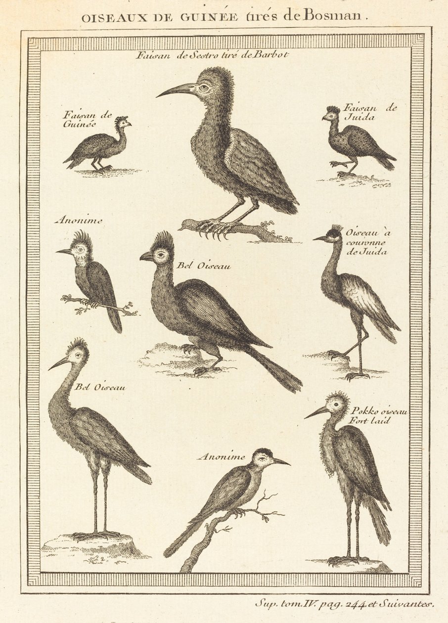 Bosmanból vett tengerimadarak alkotó: French 18th Century