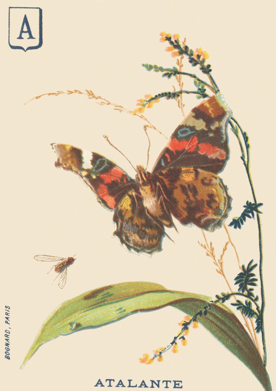 V: Atalante (Vanessa atalanta vagy Vulcan) alkotó: French School