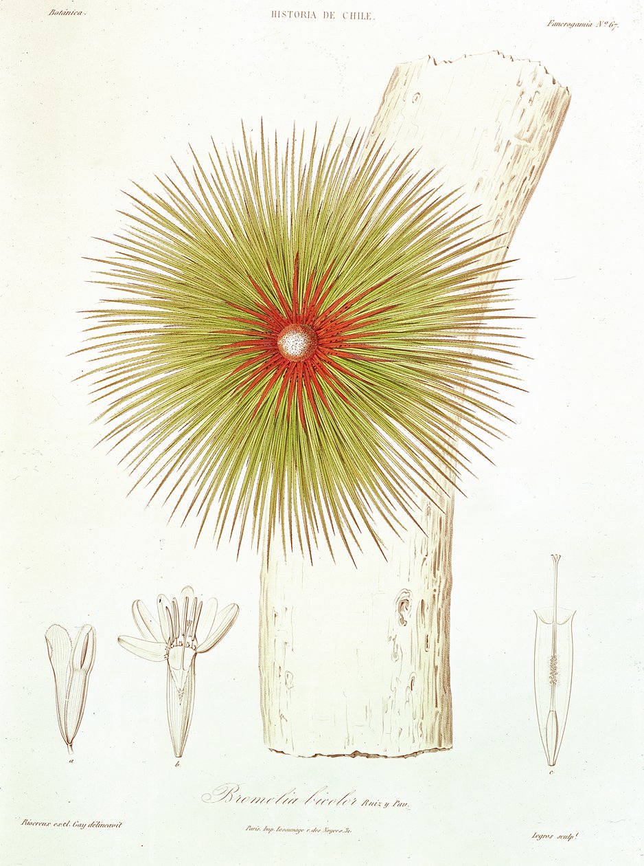 Az Andokban talált bromélia, Claudio Gay „Historia de Chile” című művéből, 1854 alkotó: French School